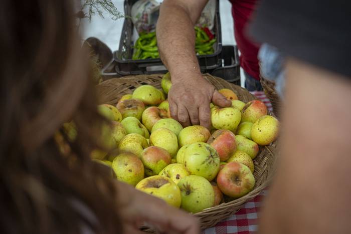 Sagarraren tradizioa plazara 20 1759588507607