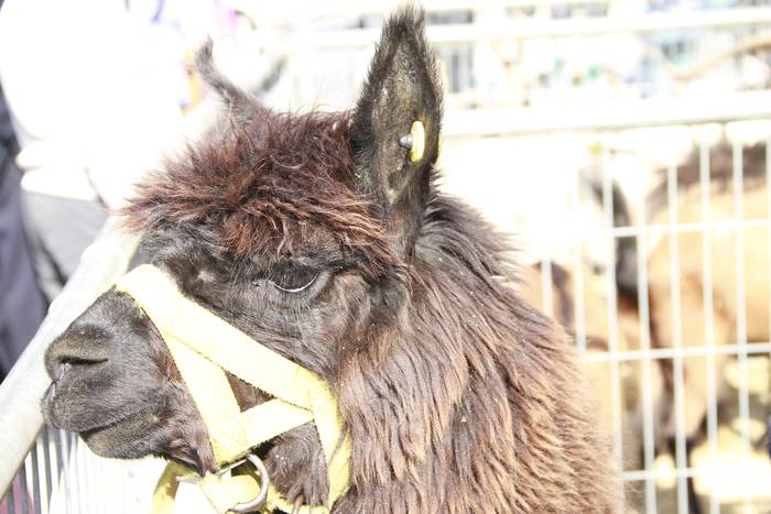 Dolumin Barikuak eta Korrika 5 1491596804732