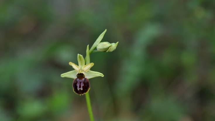 Edertasun distirak: Orkideoen loratzea Aiaran