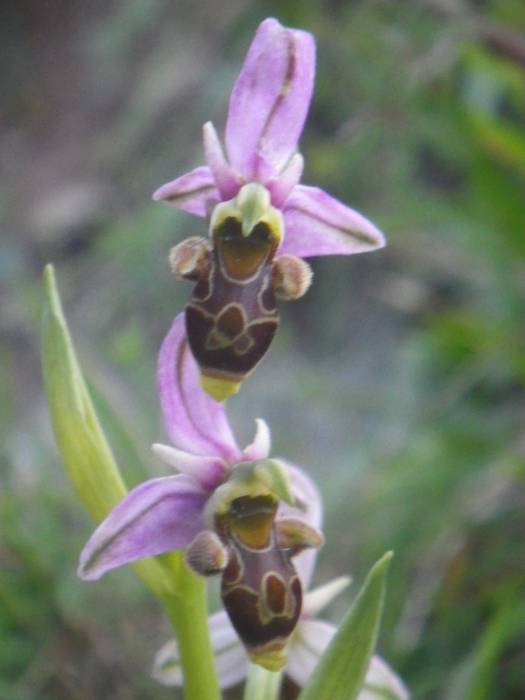 [KOMUNITATEA] Larrañoko orki 14 1498768768751