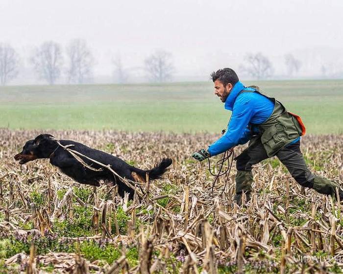 Jesus Baladok eta bere txakurrek Europako Setter Gordon txapelketa irabazi dute kategoria guztietan