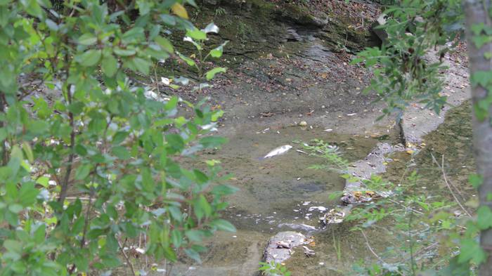 Nerbioi Ibaian hildako arrai 13 1505476588353