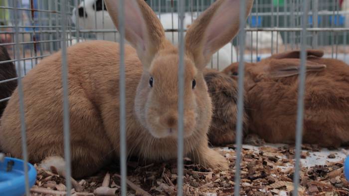 Abere eta trikitixa doinuak  4 1507484562946