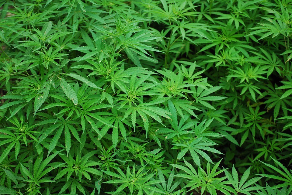 Hiru pertsona atxilotu dituzte Miñoiek, furgoneta batean 46 kilo marihuana eramatea egotzita