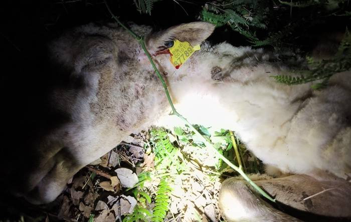 Basurdeek hamar ardi hil dizkiotela salatu du Laudioko baserritar batek