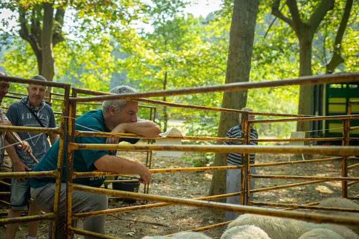 San Rokeko zelaiak bilakatu  3 1755350424004