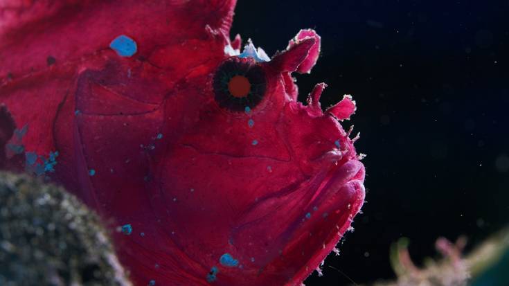 Nazioarteko Itsaspeko Zinemaren Zikloa Amurriora helduko da 25 film laburrekin