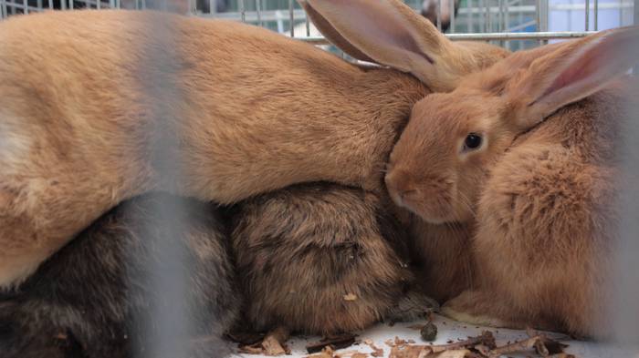 Abere eta trikitixa doinuak  2 1507484546127