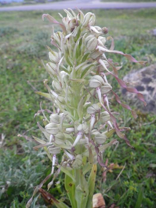 [KOMUNITATEA] Larrañoko orki 7 1498768499425