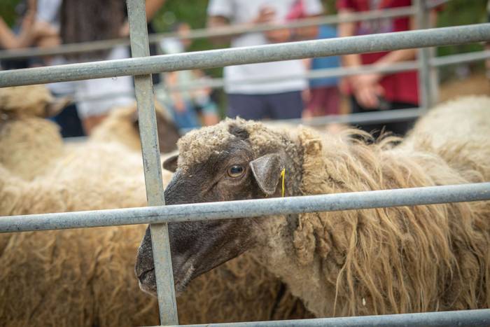 San Roke inguruan eman diete 15 1755434201439