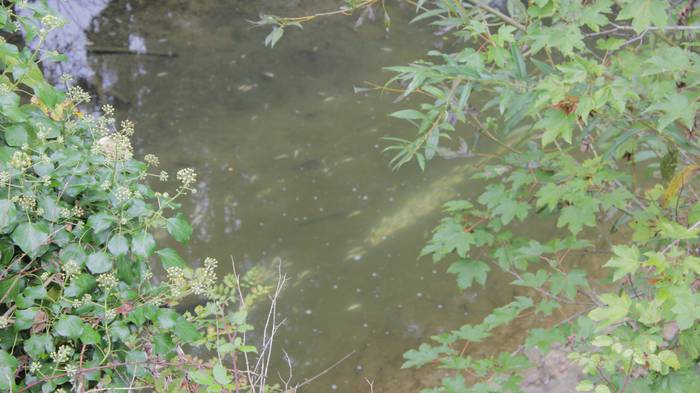 Nerbioi Ibaian hildako arrai 3 1505476250062