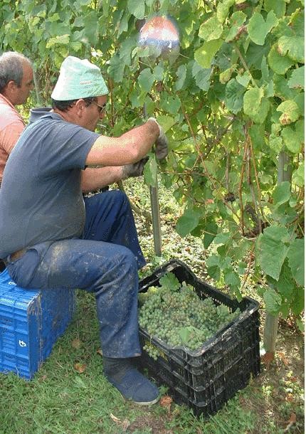 Txakoli jaia ospatuko dute Orozkon zapatu honetan