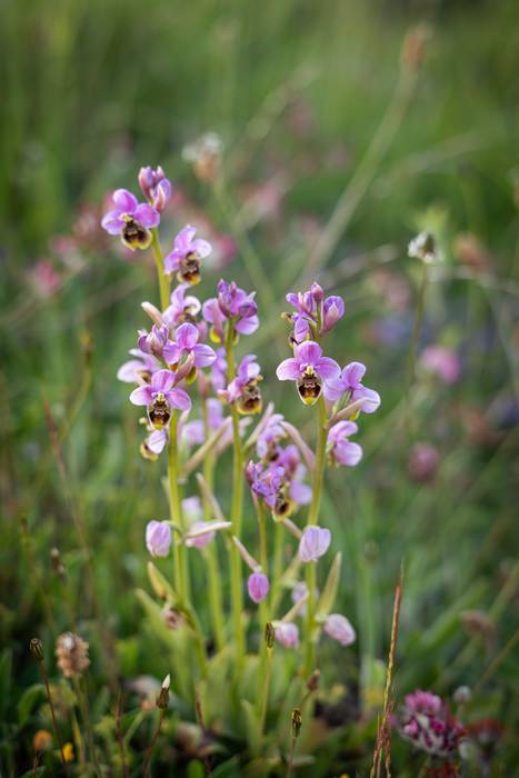 Laudiok orkidea basatiak balioan jarriko ditu berriro jarduera berriekin