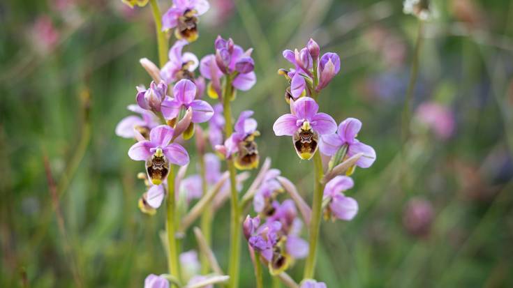 Laudiok orkidea basatiak balioan jarriko ditu berriro jarduera berriekin
