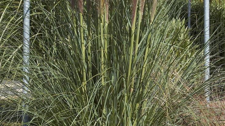 "Cortaderia selloana" landare inbaditzailearen ale guztiak kendu ditu udalak