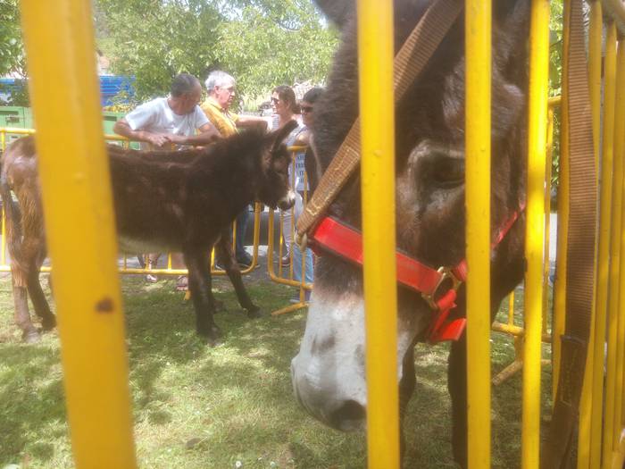 San Isidro Azokak jende ugar 50 1494852805478