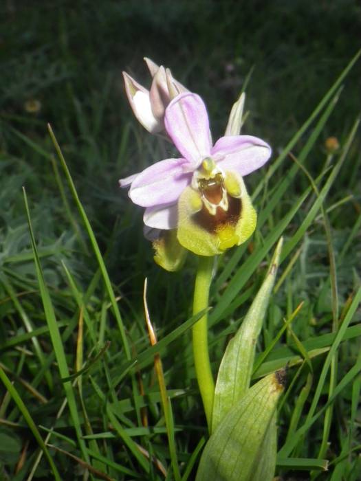 [KOMUNITATEA] Larrañoko orki 16 1498768851869