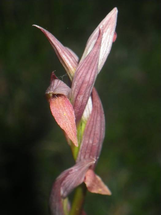 [KOMUNITATEA] Larrañoko orki 21 1498769059327