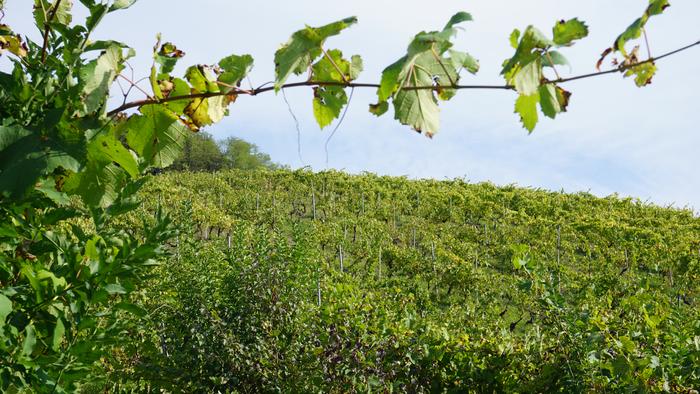 Txakolina Urduñan 8 1759234590769