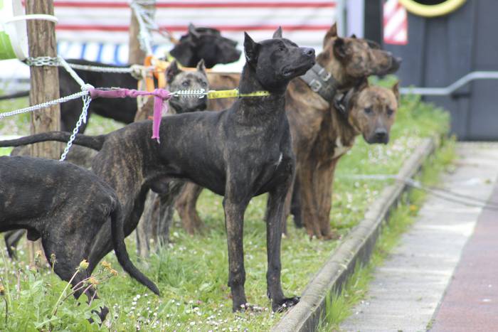 Baserri Azoka egin dute Okon 22 1521978798931