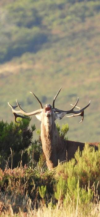Gorbeiako Marrualdia