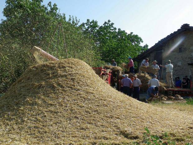 Gari-jotze erakustaldia