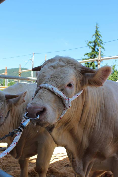 Txaroles lehiaketa batean ep 20 1497991728740