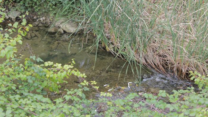 Nerbioi Ibaian hildako arrai 5 1505476316730