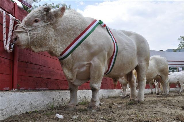 Argazki Bilduma: XII.nekazal azoka eta VIII. Ganadu Txaroles Txapelketa