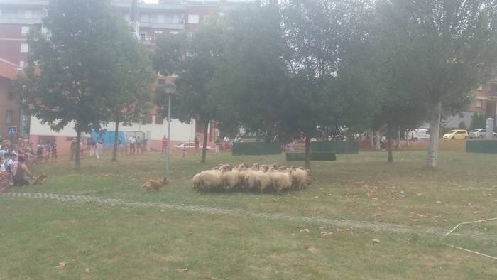 Castellersek, bertsolariek,  11 1503688354212