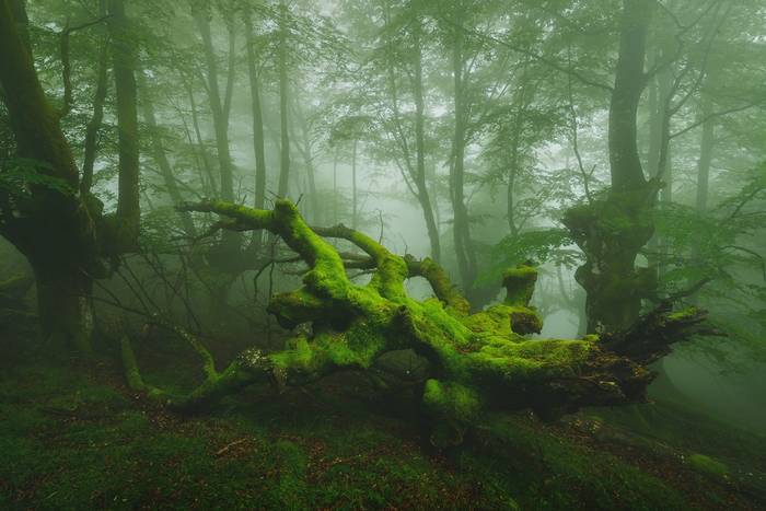 Urtzi Verak Espainiako Argaz 2 1757018799458