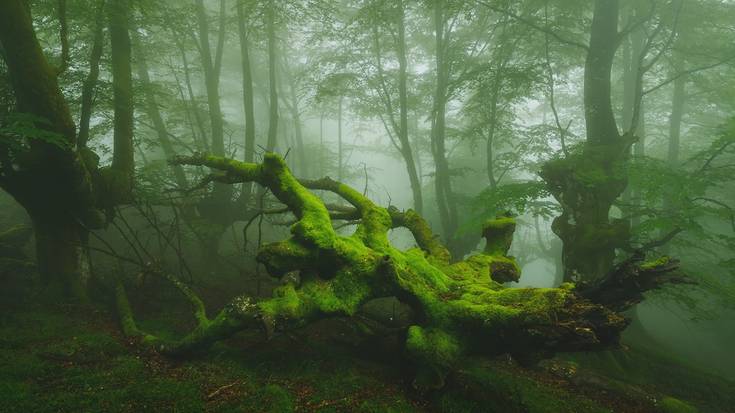Urtzi Verak Espainiako Natura Argazkilarien Elkarteko lehiaketa irabazi du