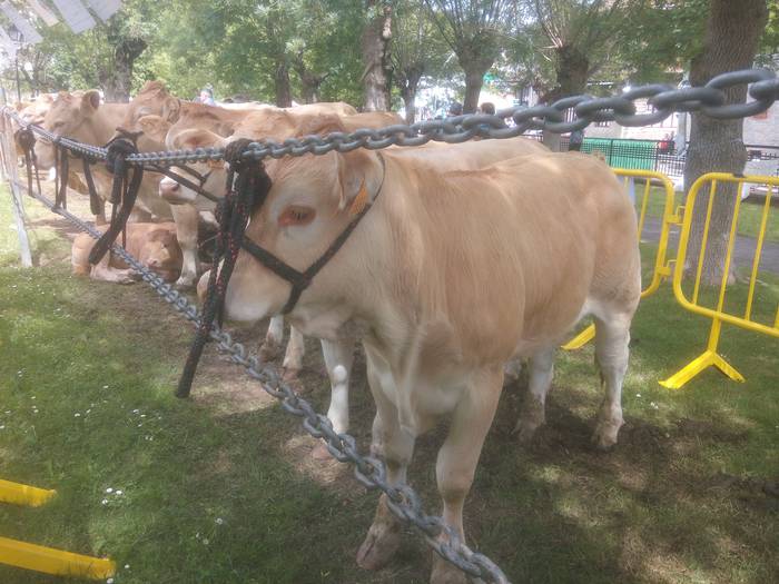 San Isidro Azokak jende ugar 44 1494852615711