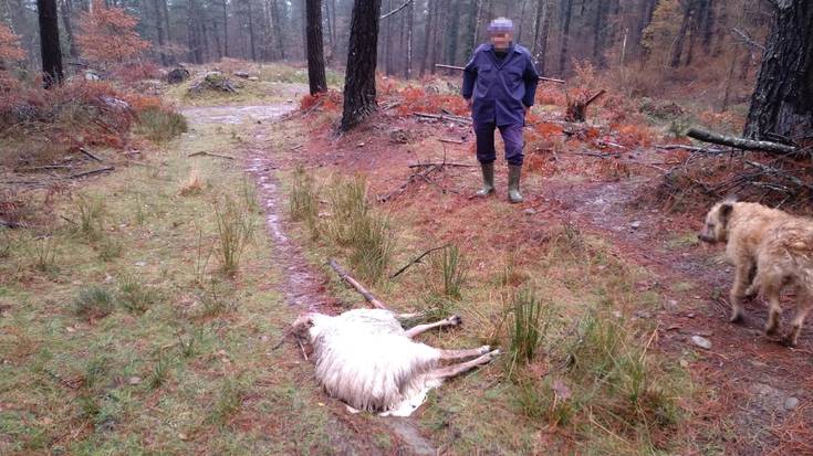 Txakurrek 6 ardi hil eta 8 zauritu dituztela salatu du Udalak