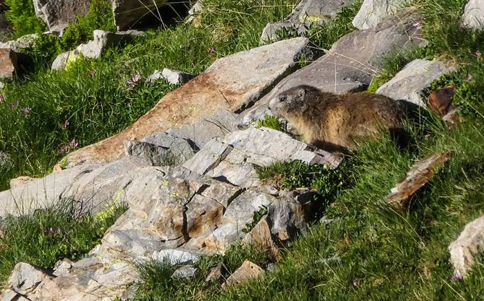 Piriniotan ibili dira Mendik 18 1500367653636