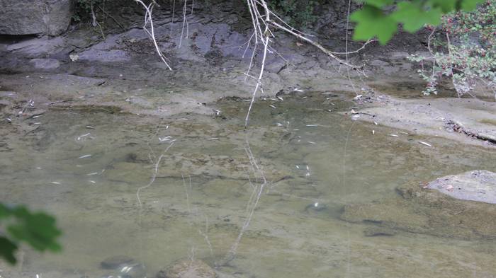 Nerbioi Ibaian hildako arrai 7 1505476384994