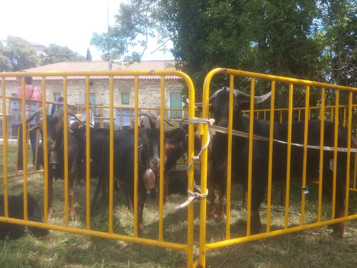 San Isidro Azokak jende ugar 47 1494852709766