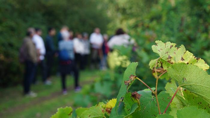 Txakolina Urduñan 10 1759234604303