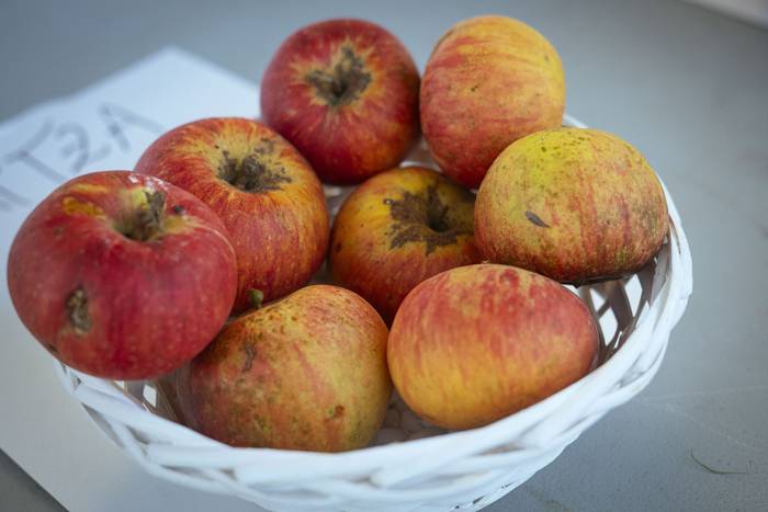 Sagarraren tradizioa plazara 4 1759588478247