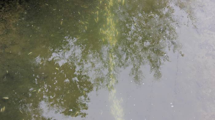 Nerbioi Ibaian hildako arrai 2 1505476214612