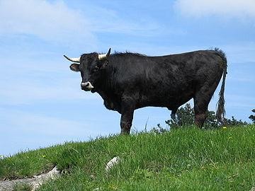 Zezenen abeltzaintza intentsiboa debekatu du Orozkoko Udalak birus baten agerpenaren ondorioz