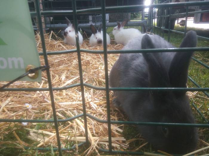 San Isidro Azokak jende ugar 25 1494851979266