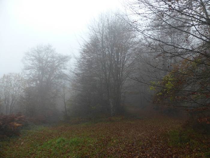 Laino artetik Santa Elena me 9 1511892510008