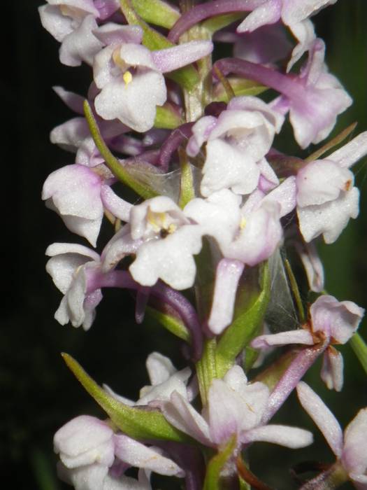 [KOMUNITATEA] Larrañoko orki 6 1498768445572