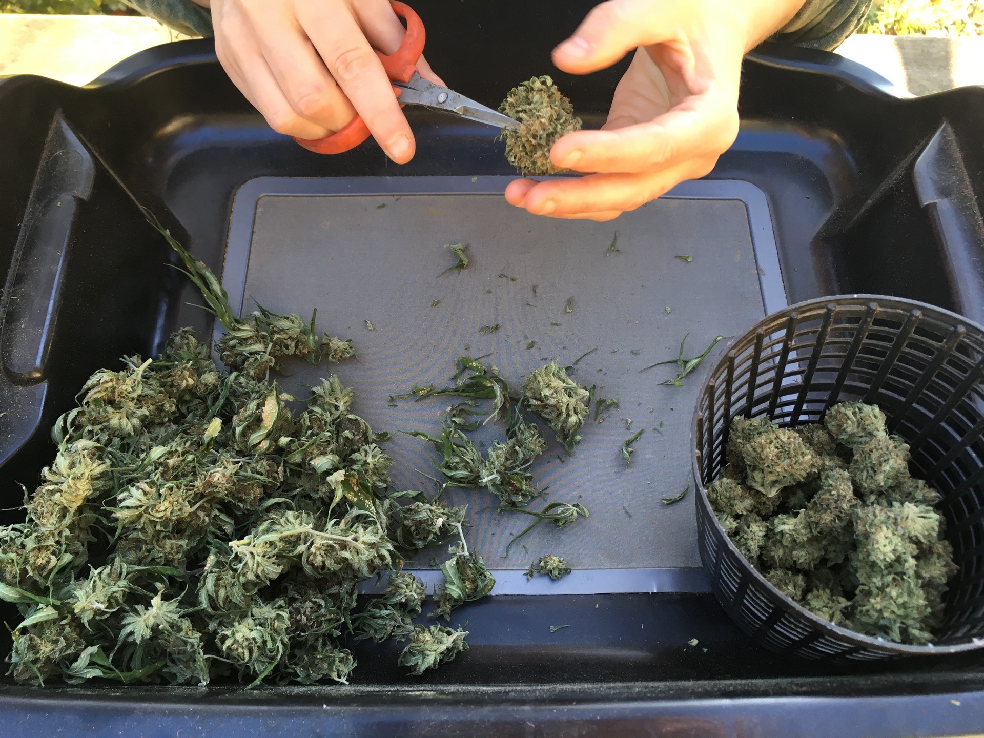 "Kalifornian marihuana moztea lan latza da, abenturazalea bazara bakarrik egon daiteke ondo"