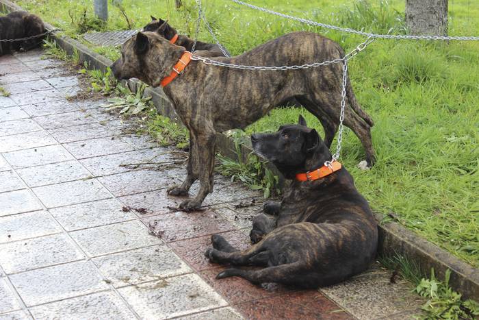 Baserri Azoka egin dute Okon 18 1521978765043