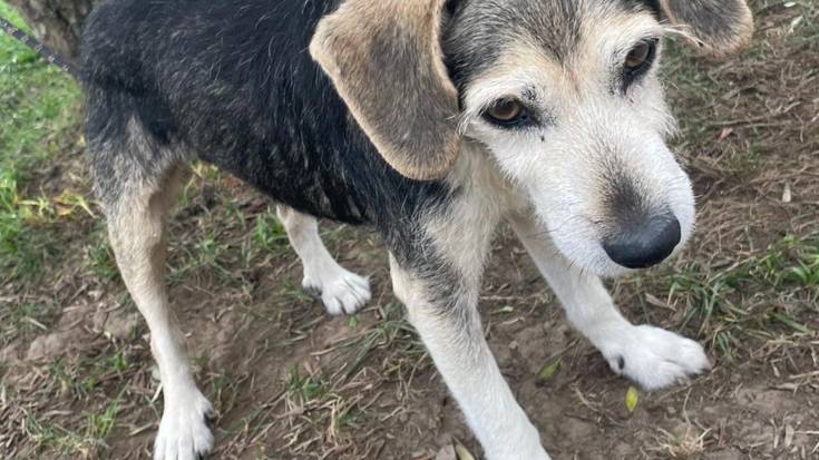 Amurrion agertutako txakur baten jabearen bila ari dira