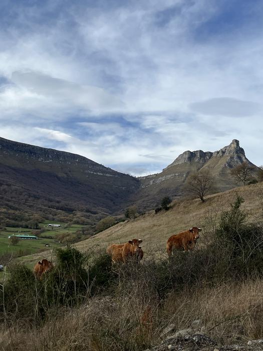 Omenaldiek bereziki hunkigar 50 1765402919813