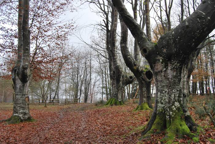 Olentzero hainbat lagunekin  21 1513586134814