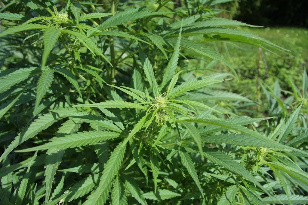 Bi gizonezko atxilotu ditu Ertzaintzak 600 marihuana landare izateagatik